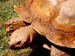Ashley Earles-Bennett - 

Turtle